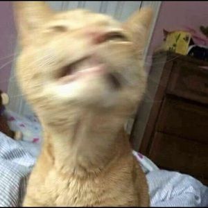 Meet your Posher, Nicholas